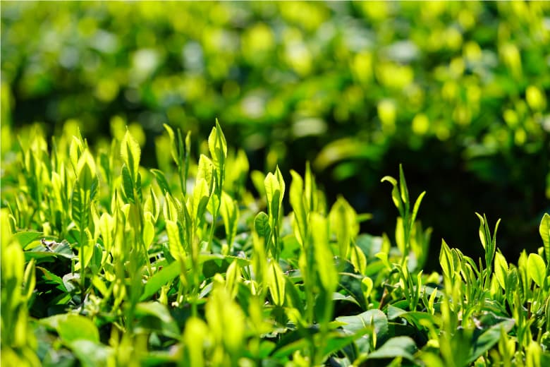 抹茶画像3